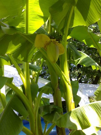 Banánovník s plody, zálivka se Sílou Moře